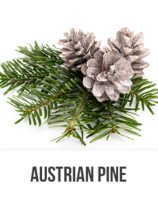 Aura Austrian Pine 4oz